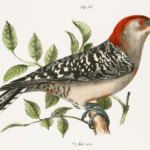 red-bellied woodpecker