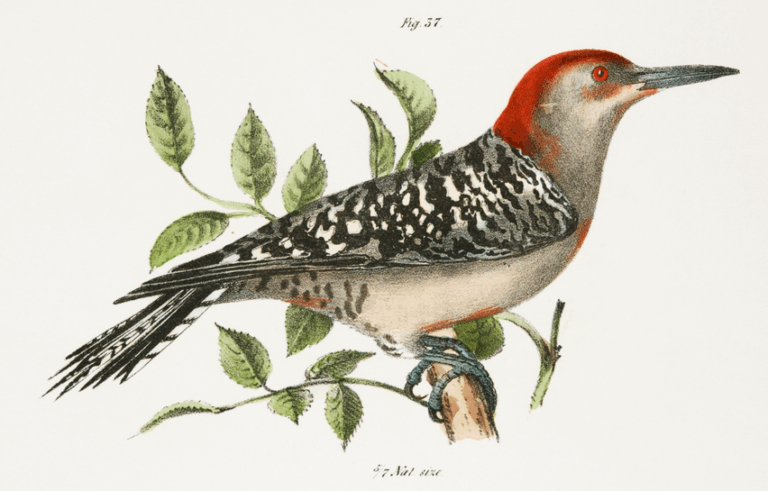 red-bellied woodpecker