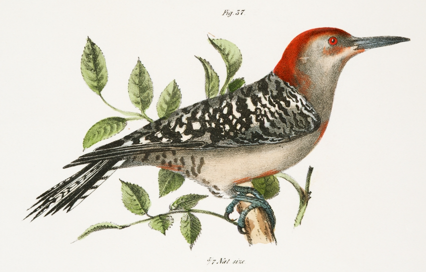 red-bellied woodpecker